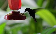 Hummingbird-2