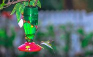 WHYMSI-Humming-Bird-feeders