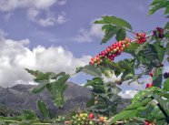 Blue-Mountains-Coffee
