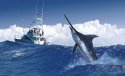 Port Antonio International Marlin Tournament logo