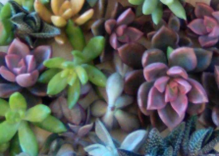 Bromeliad And Succulent Farm Jamaica logo